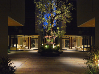The Tree Privata