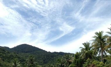 The Tree Madauwan